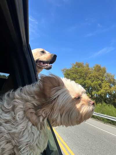 Solano online pet emergency