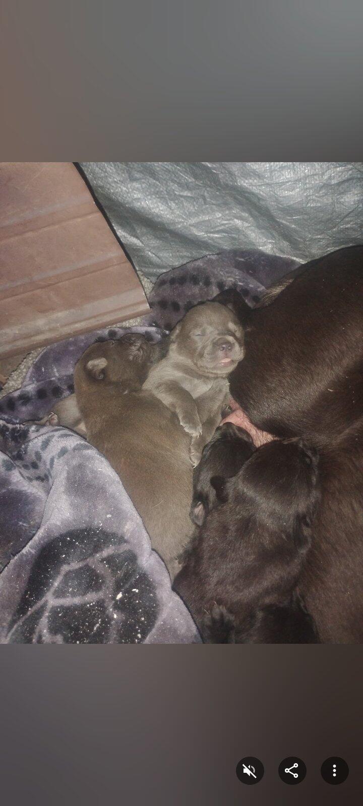 Free Puppies Spokane Wa