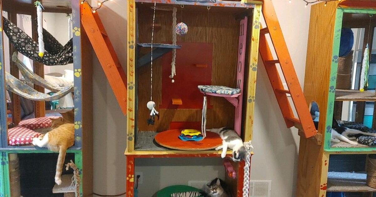 Custom made cat condos for Free in Kennesaw, GA For Sale & Free