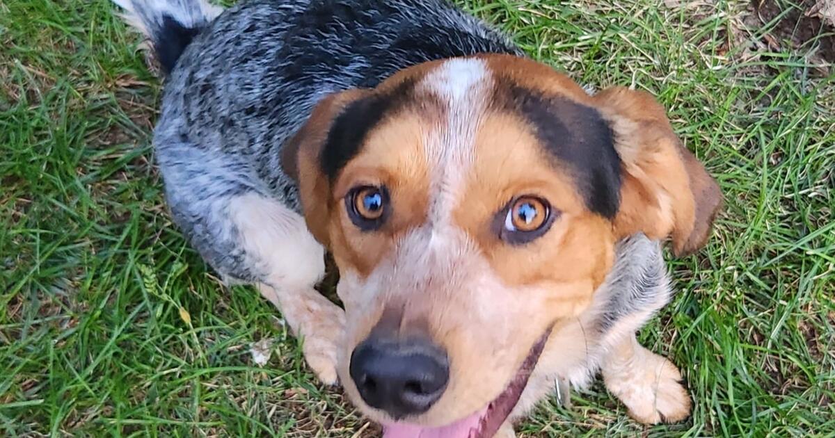 Blue Tick Hound Mix for Free in Pueblo, CO | For Sale & Free — Nextdoor