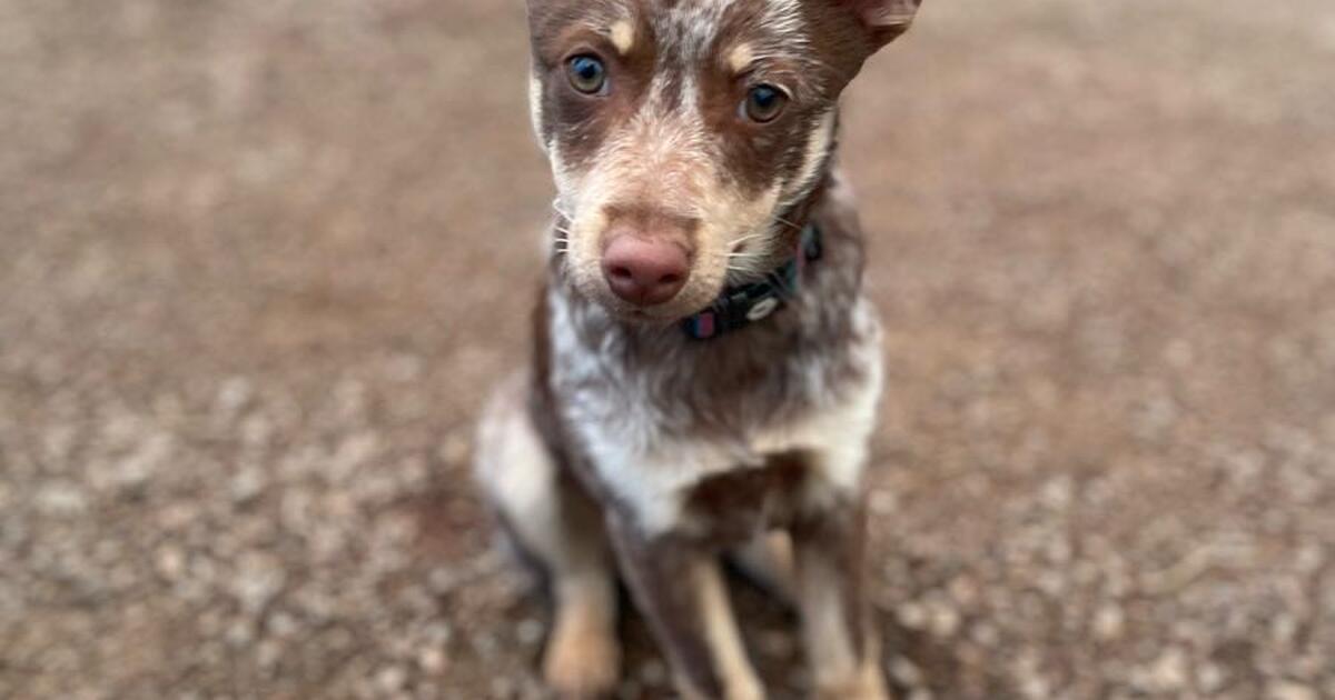 Rehoming a puppy for Free in Oakland, CA For Sale & Free — Nextdoor