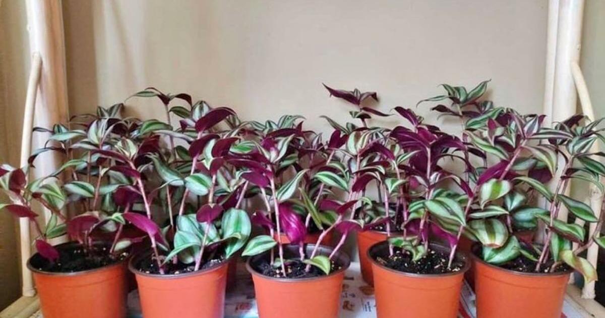 Wandering dude plant for Free in Loganville, GA Finds — Nextdoor