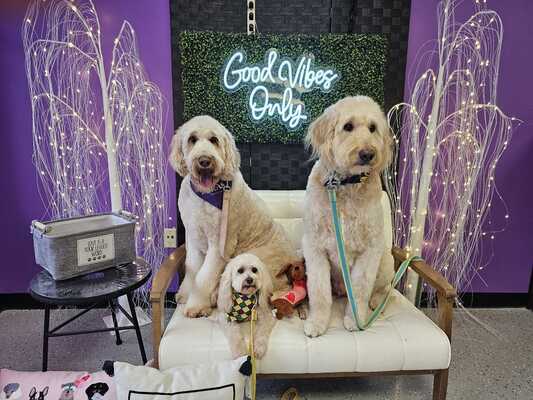 Posh pawz pet clearance spa