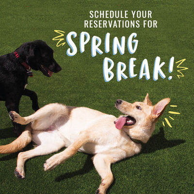 Camp bow wow sales reservations