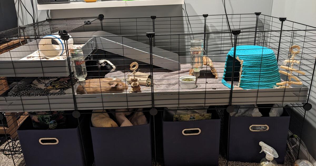 Guinea pig stand, bins, pigs (see description below), toys, bedding ...