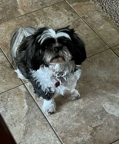 All breed pet deals parlor