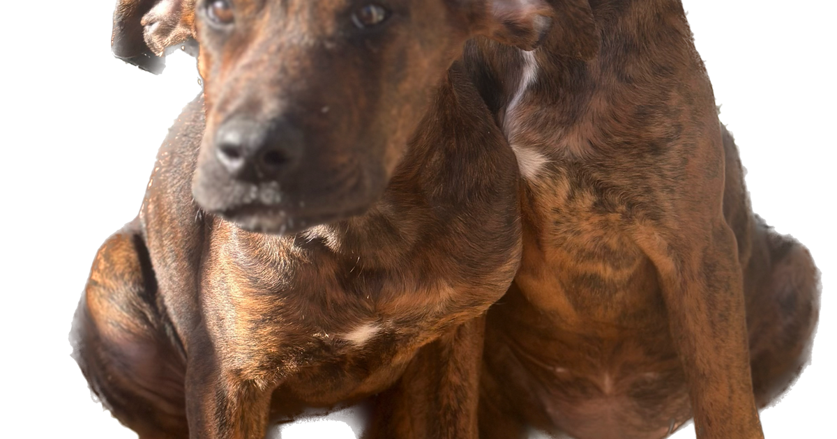 Puppy for Xmas?! for Free in Medina, OH For Sale & Free — Nextdoor