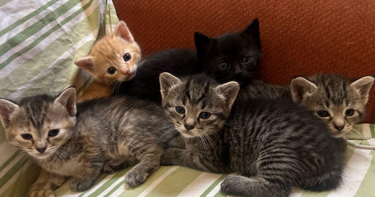 Kittens in Winston Salem, NC For Sale & Free — Nextdoor