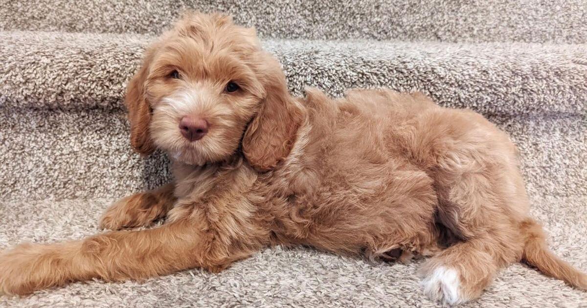 Goldendoodle in Houston, TX For Sale & Free — Nextdoor