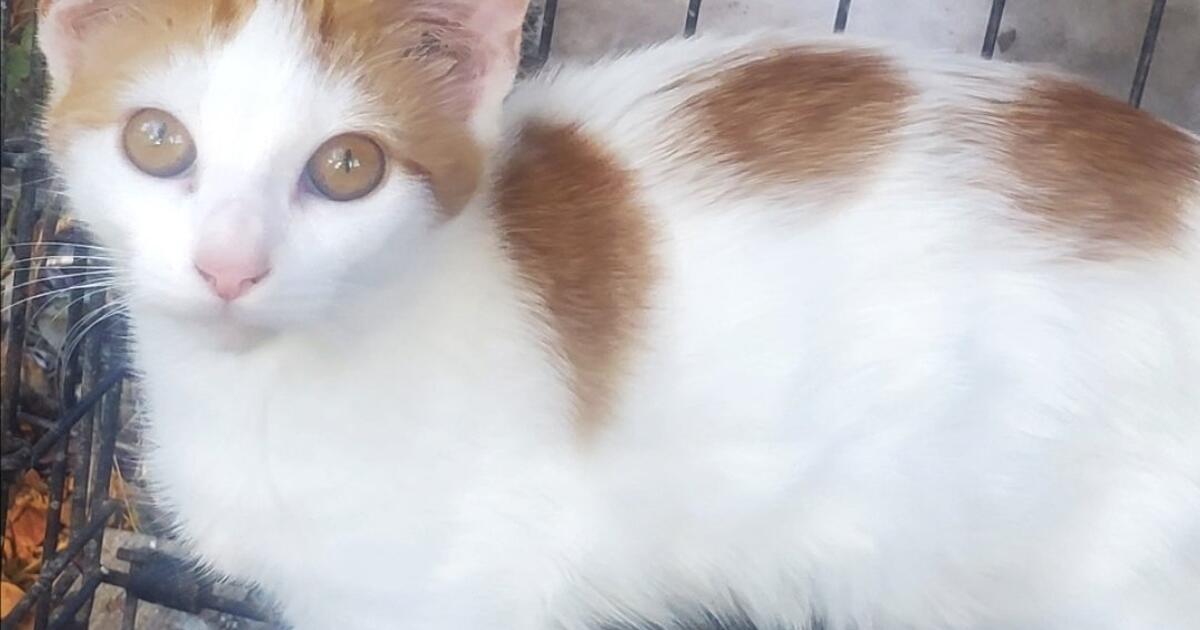 Young Cats for Free in Killeen, TX For Sale & Free — Nextdoor