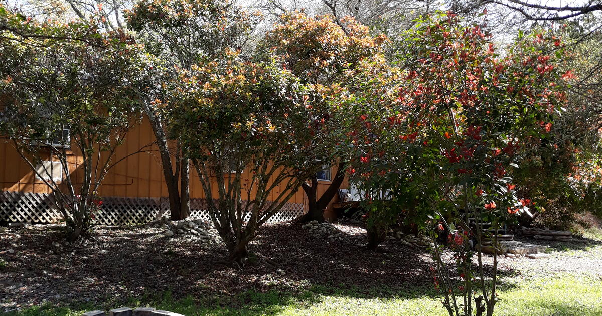 Cabin For Rent Monthly 1,00.00 (Not Free) V for Free in Blanco, TX