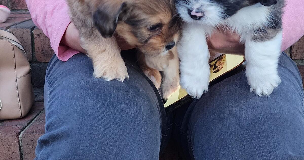 Puppies For Sale ! 150 OR BEST OFFER for 150 in Reidsville, NC For