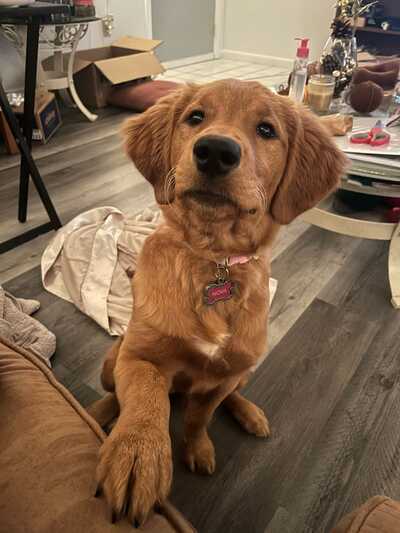 Dog gone 2024 clean mobile grooming