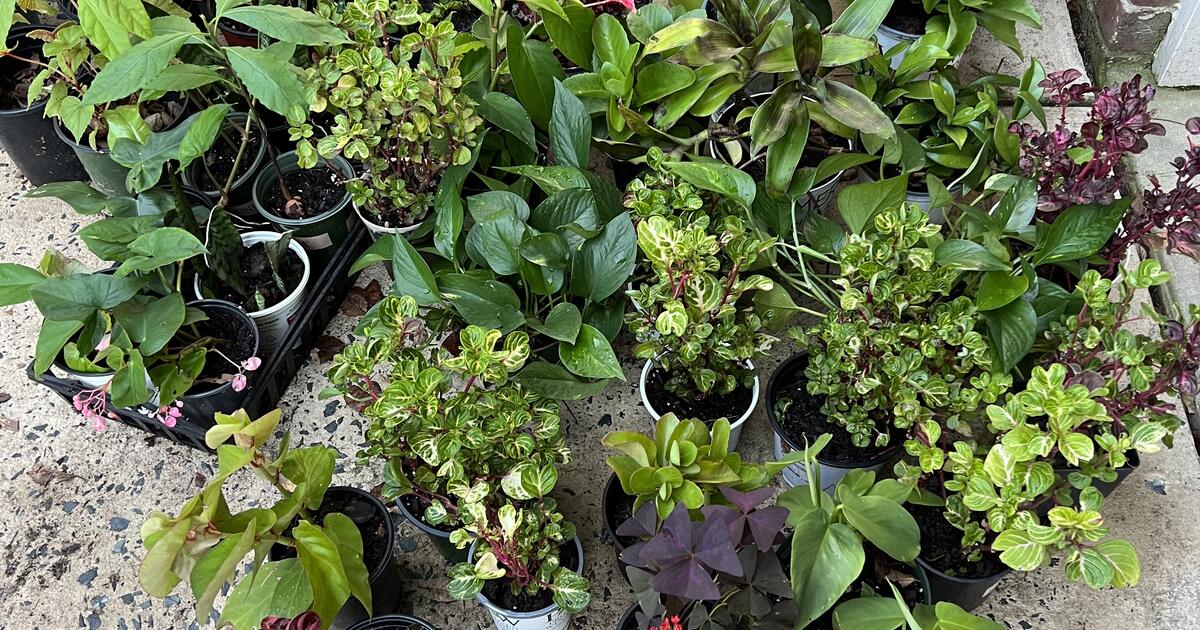 Large variety of indoor and outdoor plants for sale, great for 1 in