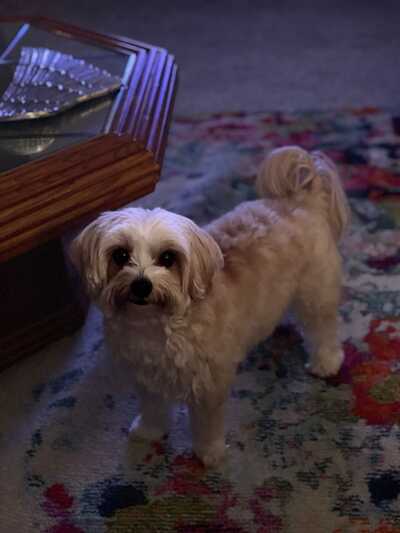 La mia best sale bella pet salon