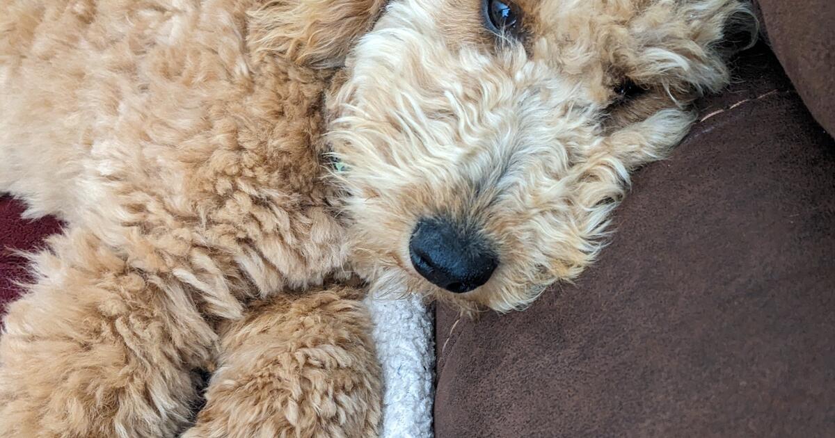 Beautiful Mini Goldendoodle for 500 in Huntsville, AL Finds — Nextdoor