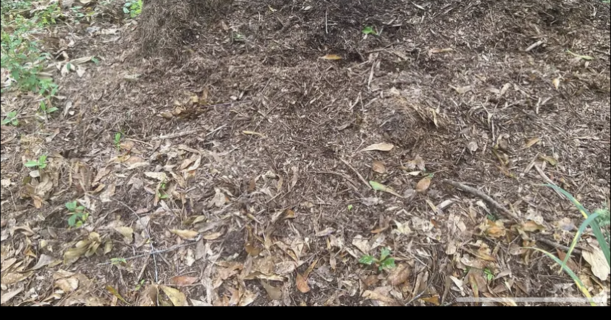 Organic Mulch Organic Woodchips No Chemicals and No Pesticides for 175