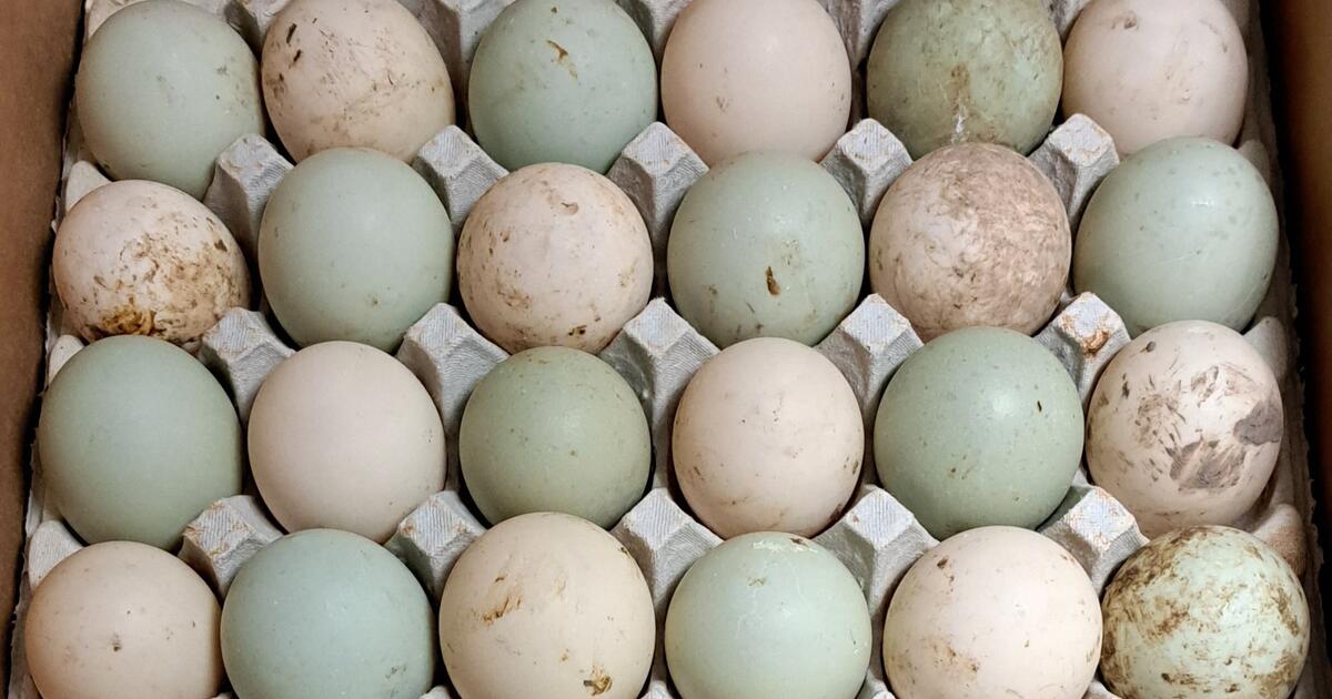 Farm Fresh Pasture Raised Duck Eggs For Free In Missouri City TX For   E92c3e505cb5172b4a42549b3480b07e .crop1200x630 