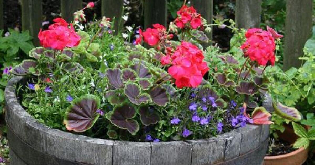 In Search of Pots/ planters for local school in Houston, TX Finds