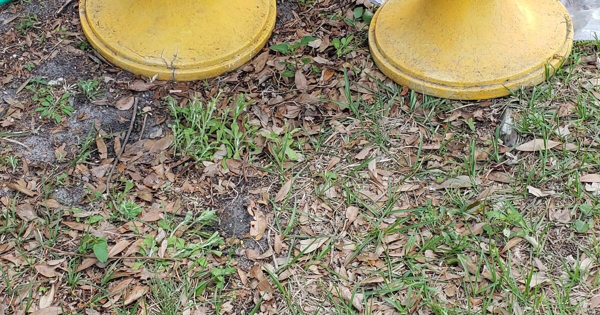 Pineapple plant pots for 120 in seminole fl for sale free