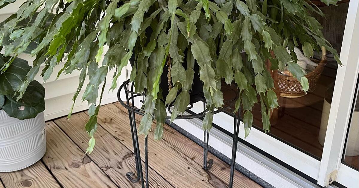 Christmas Cactus clippings for Free in Seminole, FL Finds — Nextdoor