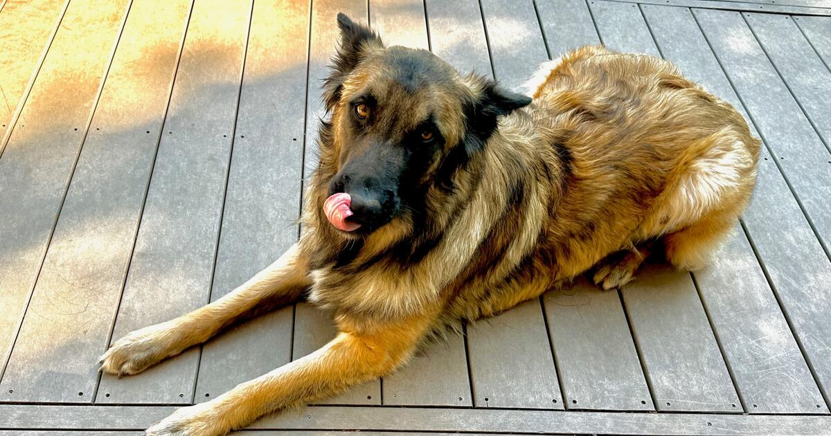 FREE!!! ADOPT THESE DOGS! Hoping to find good home or homes to adopt