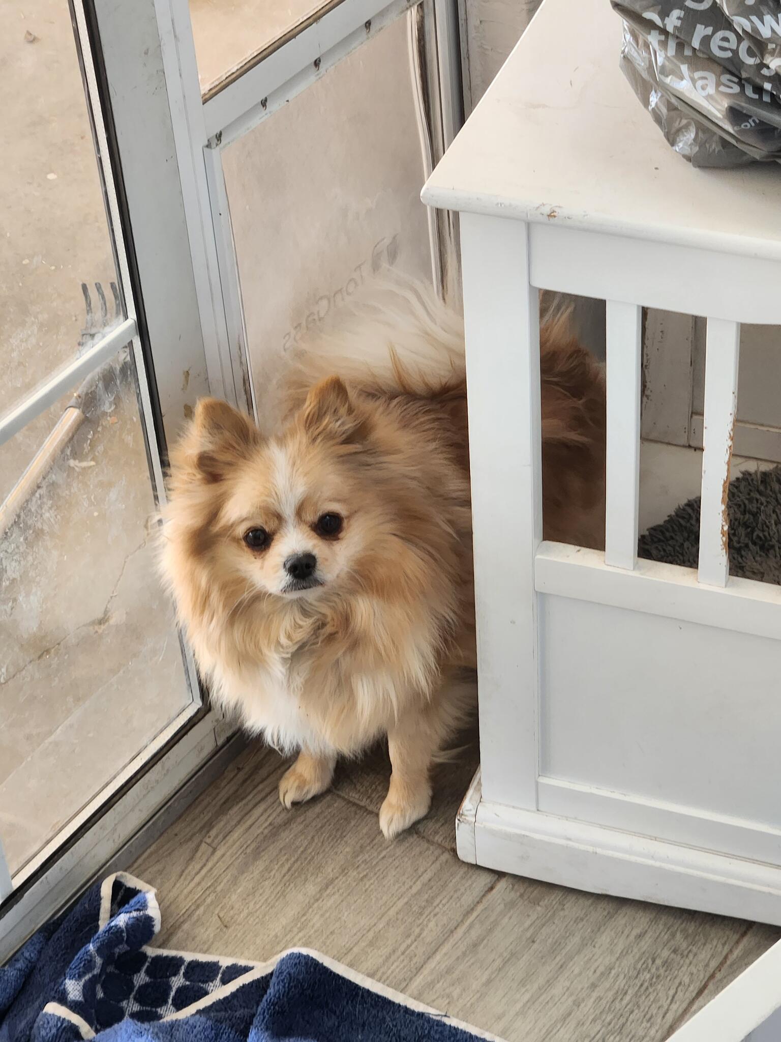 Rehome POMERIAN FEMALE in El Paso, TX | For Sale & Free &mdash; Nextdoor