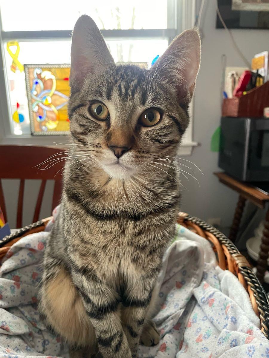 Free cat for Free in Allentown, PA For Sale & Free — Nextdoor