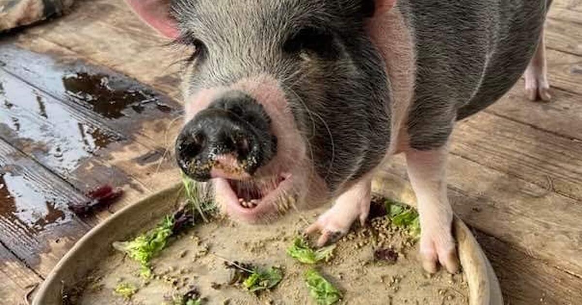 Find Home for Pet Pig for Free in Tucson, AZ Finds — Nextdoor