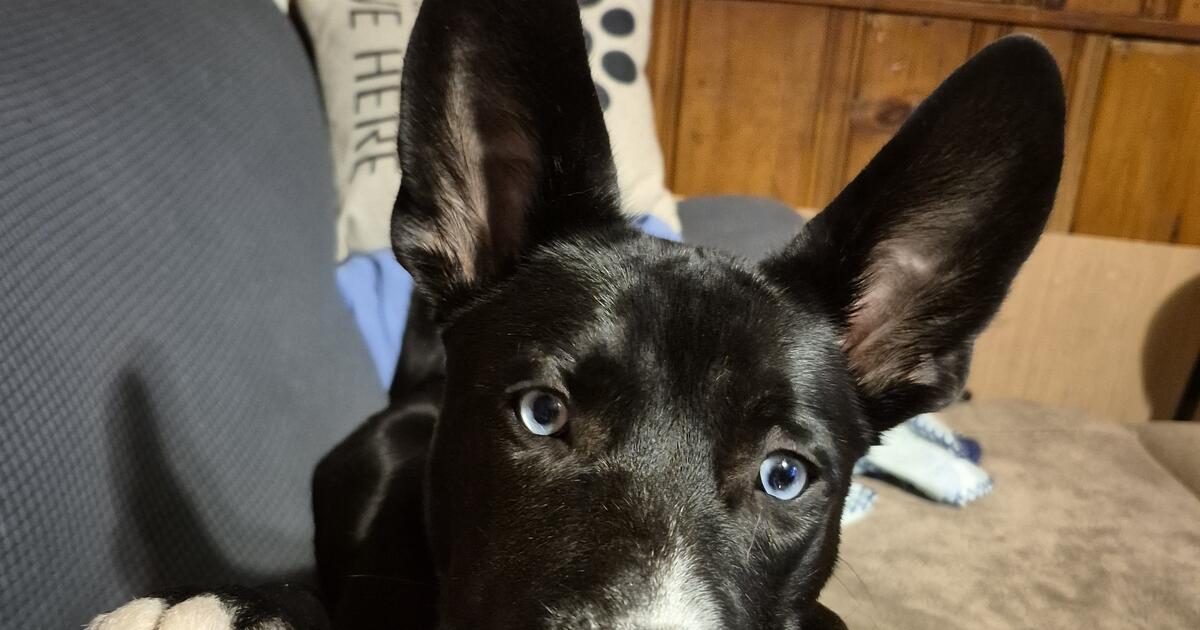 Is Public Transport Free In Geneva Today