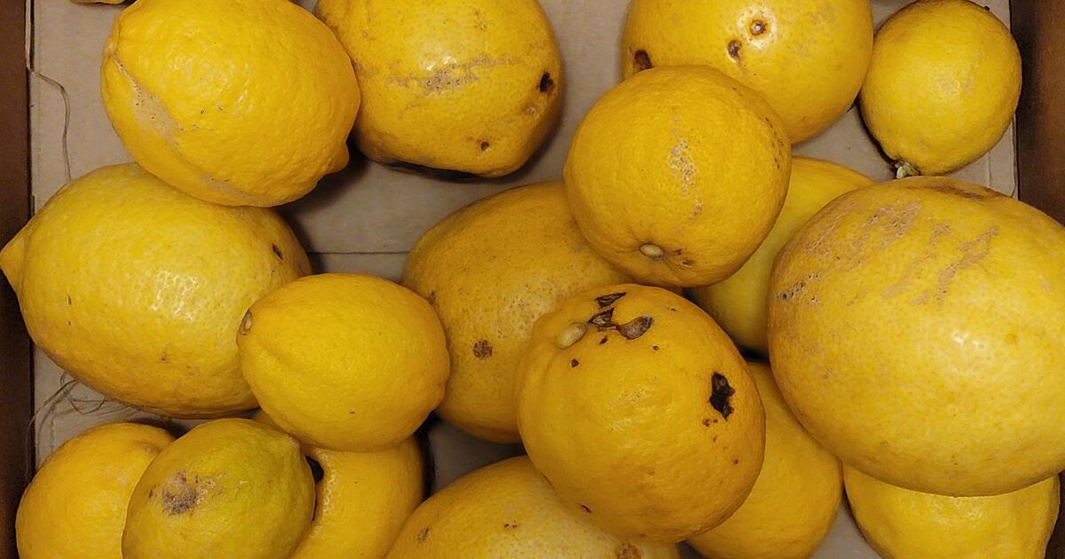 Dozen free eureka lemons for free in rescue ca for sale free