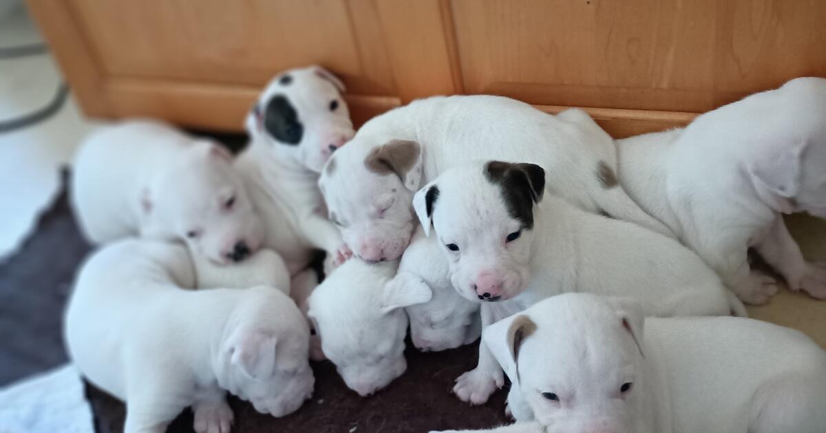 Puppies Pit/Rottweiler Mix in Slippery Rock, PA For Sale & Free