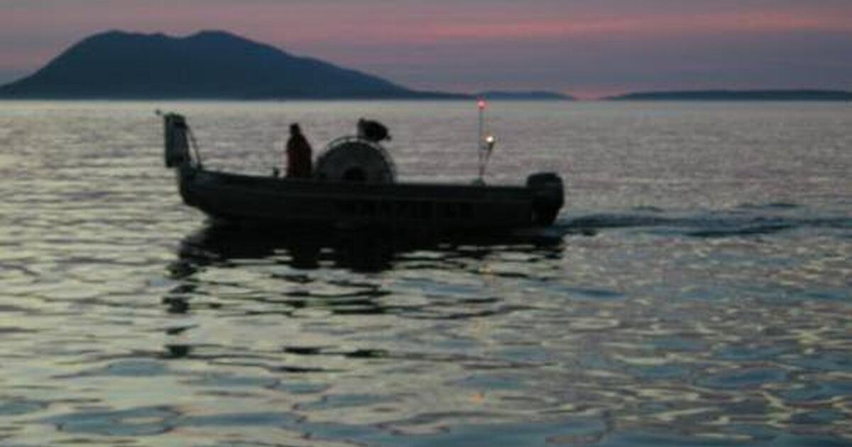 FRESH CHUM SALMON FOR SALE! for 1 in Bellingham, WA For Sale & Free