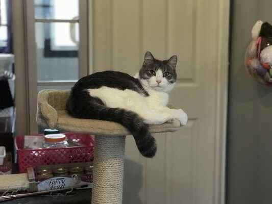 Kitten around online cat boarding