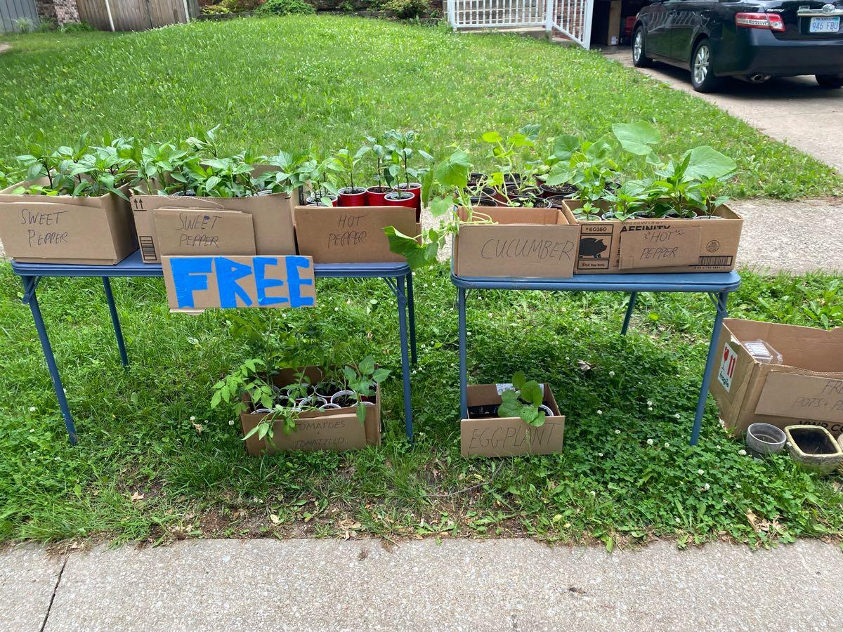 Free vegetable plants and containers