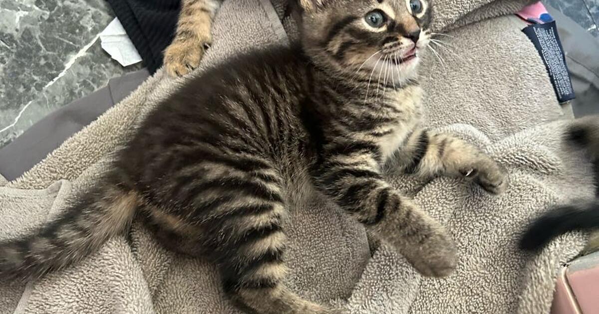 Kittens for Free in Joliet, IL For Sale & Free — Nextdoor