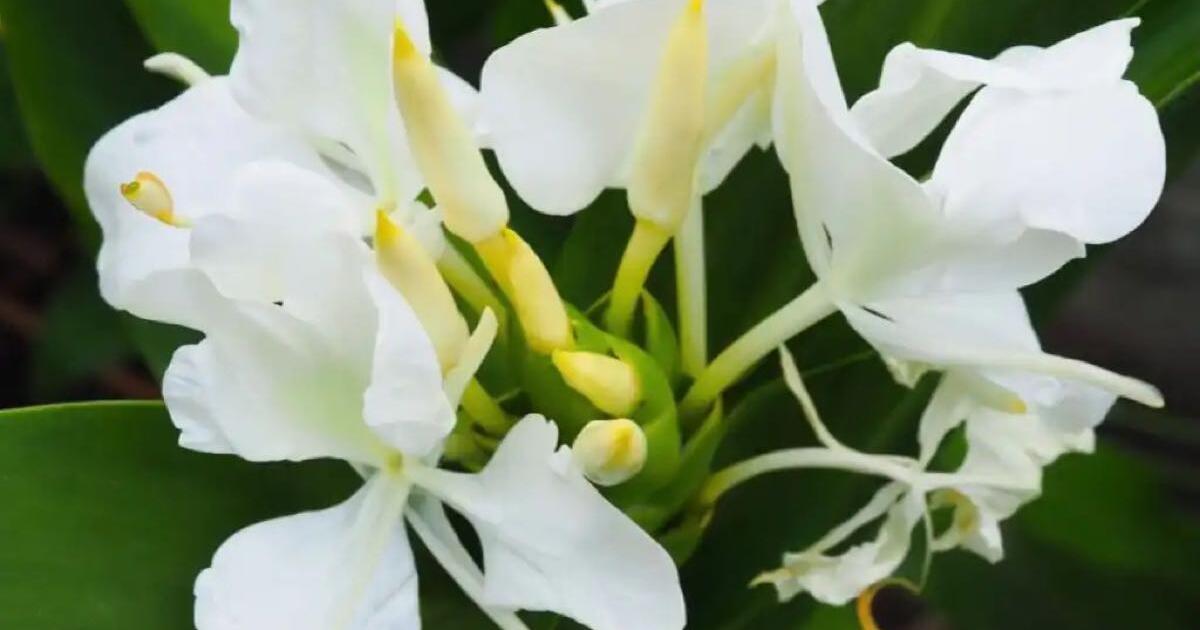 White Fragrant Ginger Lily Plants_2 plants each pot for 8 in San Jose