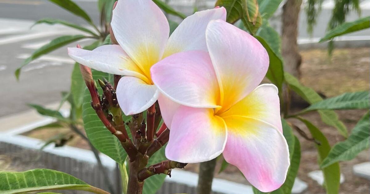 Tall plumerias on sale now!! 🌸🌸 for Free in Hawthorne, CA For Sale