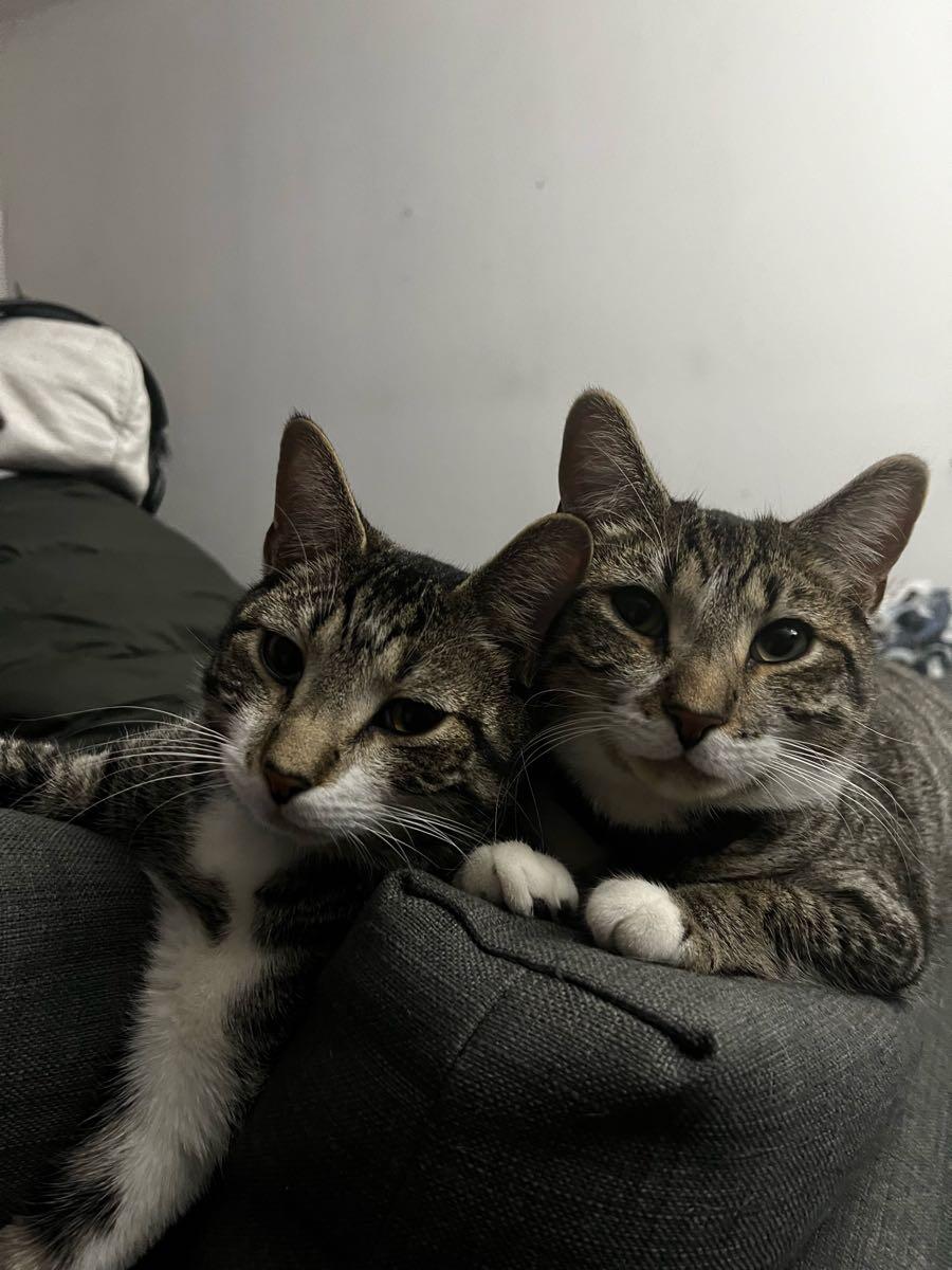 Twin Cats Need To Rehome For $100 In Baltimore, MD | For Sale & Free ...