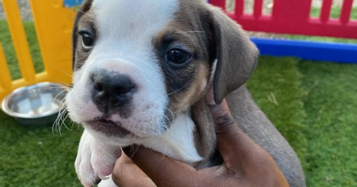 Rehoming American Pocket Bully Puppy for 450 in Las Vegas, NV Finds
