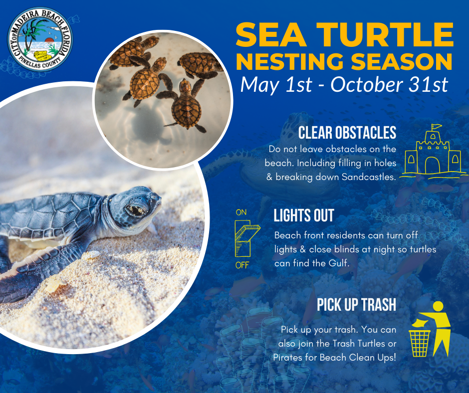 Today is the start of Sea Turtle Nesting Season! (City of Madeira Beach ...