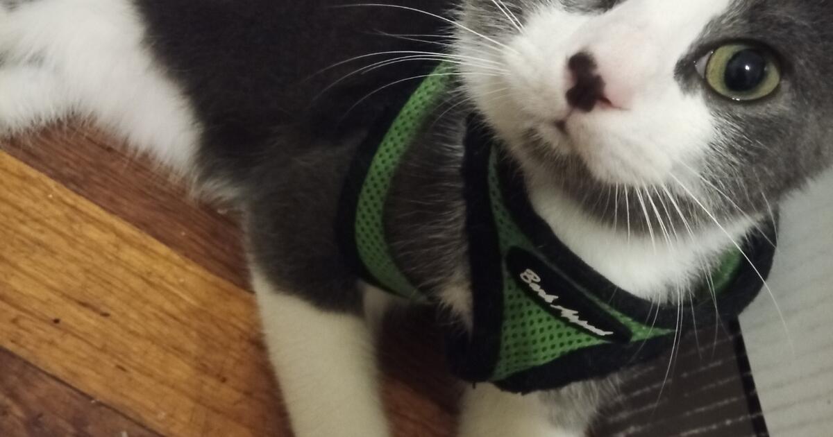 Free Kittens in Fresno, CA For Sale & Free — Nextdoor