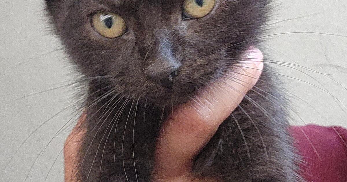 kittens for Free in Bakersfield, CA Finds — Nextdoor