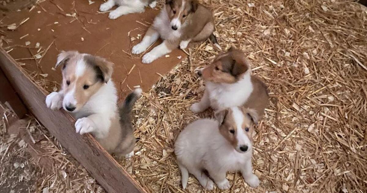 Collie Puppies!!! Lots more pics!! for 800 in Hagerstown, MD For