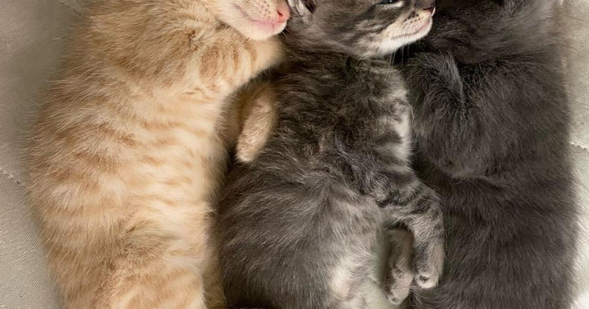 NOT FREE ️ ️ Bella finally had her kittens! 🐱 ️ ️ for Free in Phoenix