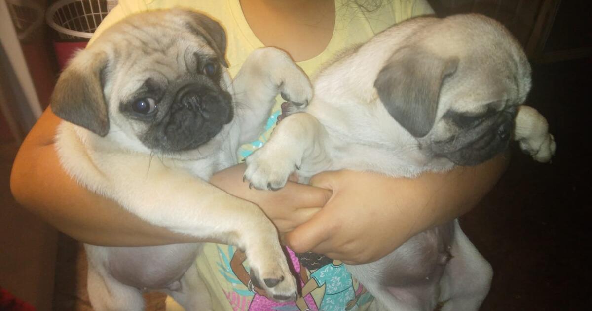Pug Puppies for Free in Rockwall, TX For Sale & Free — Nextdoor