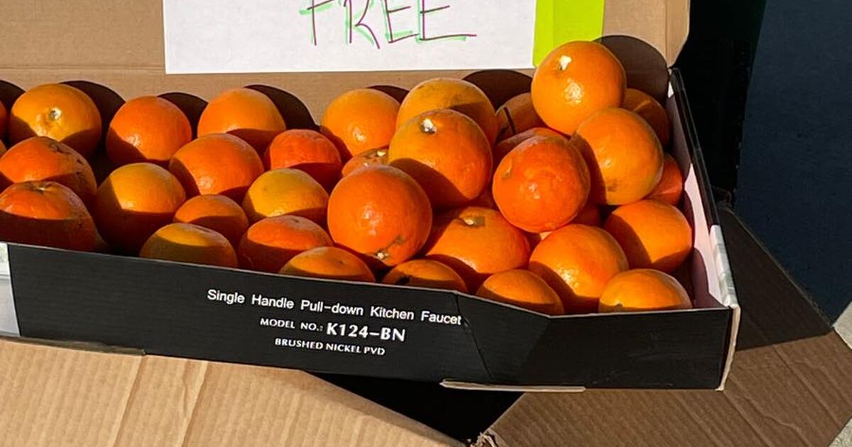 Tangelospicked today for Free in San Diego, CA For Sale & Free — Nextdoor