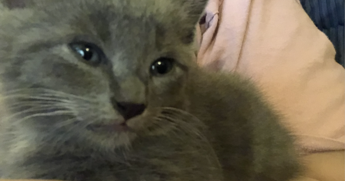 6 kittens for 10 in Louisville, KY For Sale & Free — Nextdoor