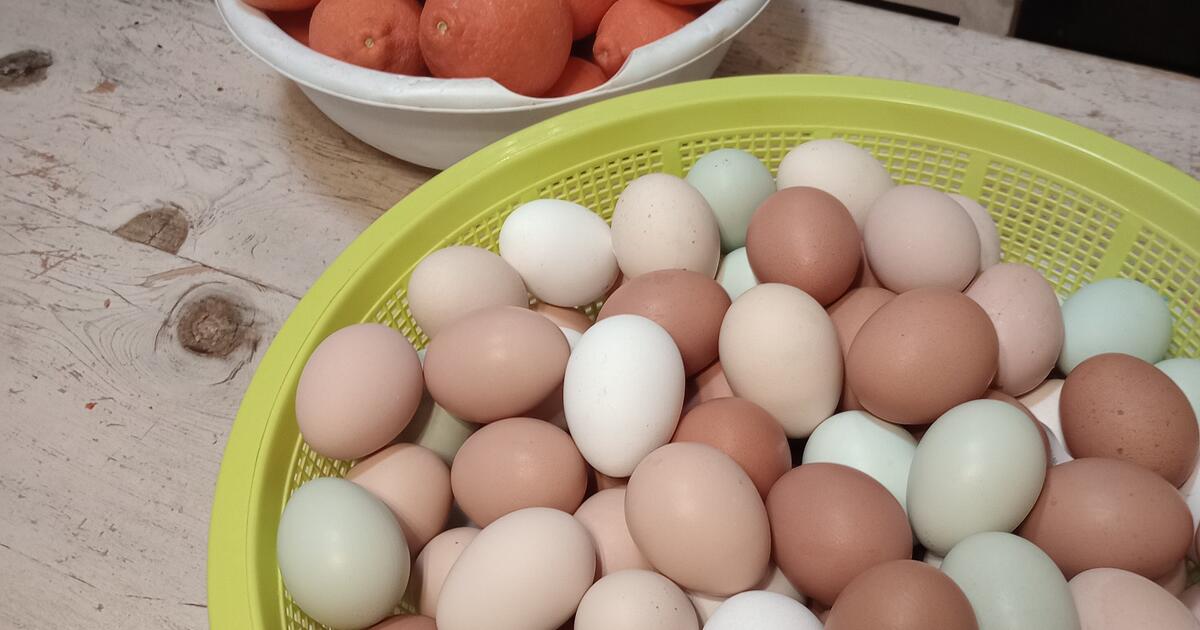 Fresh organic eggs for 4 in Tucson, AZ For Sale & Free — Nextdoor