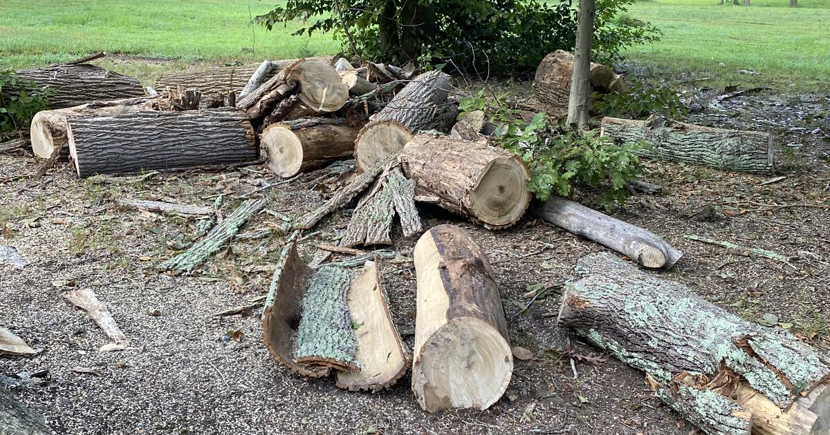 Free Firewood for Free in Elkton, MD Finds — Nextdoor